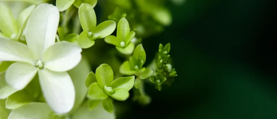 zielone w studio stomatologii estetycznej