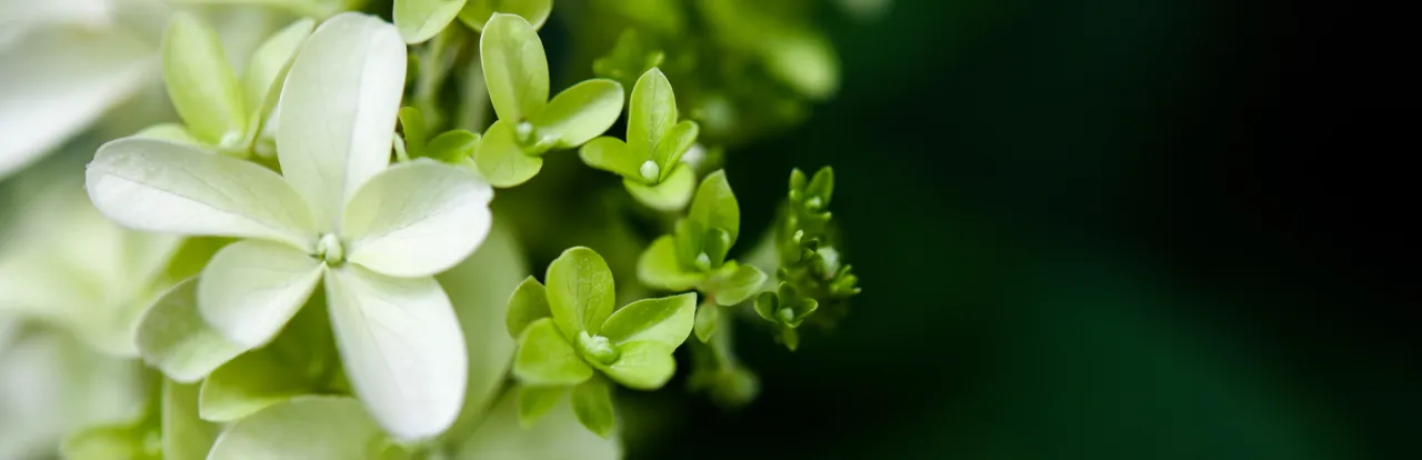 zielone w studio stomatologii estetycznej