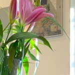 widok wnętrza Studio Stomatologii Estetycznej