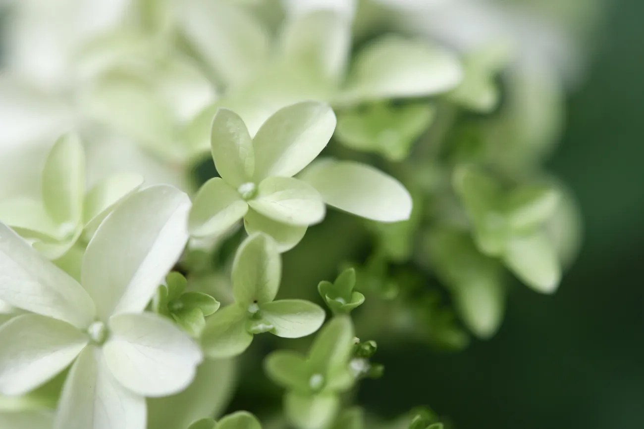 Czym się różni dentysta od ortodonty - florystyczna ilustracja do artykułu Studio Stomatologii Estetycznej, Kraków, ulica Batorego