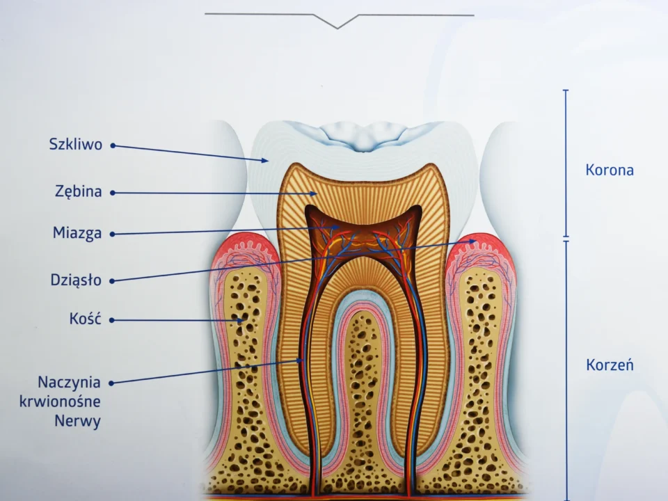 Kanały zęba oczyszczane w leczeniu kanałowym pokazane na schemacie przedstawiającym budowę zęba